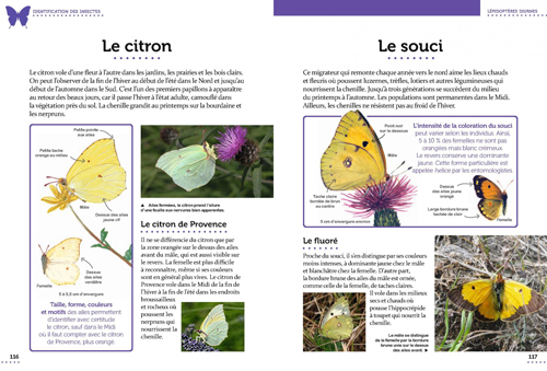 Citron Petit Guide Entomo NewsJardinTV