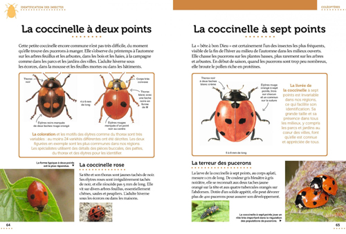 Coccinelles Petit Guide Entomo NewsJardinTV