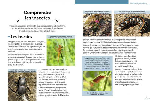 Comprendre Insectes Petit Guide entomo NewsJardinTV