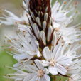 Asphodelus albus Mioulane NewsJardinTV NPM 719511007