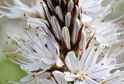 Asphodelus albus Mioulane NewsJardinTV NPM 719511007