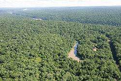 Foret Amazonie Mioulane NewsJardinTV NPM 84937351