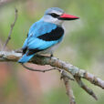 Halcyon senegalensis Oiseau Mioulane NewsJardinTV XY7S6155