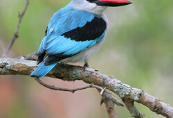 Halcyon senegalensis Oiseau Mioulane NewsJardinTV XY7S6155