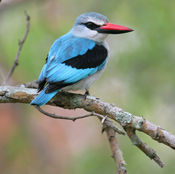 Halcyon senegalensis Oiseau Mioulane NewsJardinTV XY7S6155