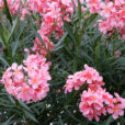 Nerium oleander Mioulane NewsJardinTV XY7S0028