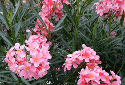 Nerium oleander Mioulane NewsJardinTV XY7S0028
