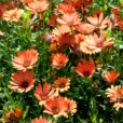 Osteospermum Sunadora Mioulane NewsJardinTV NPM 850453757