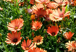 Osteospermum Sunadora Mioulane NewsJardinTV NPM 850453757