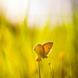 Papillon soleil Fauna