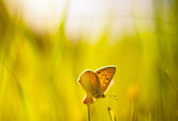 Papillon soleil Fauna