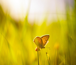 Papillon soleil Fauna