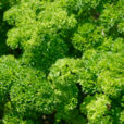 Persil Mioulane NewsJardinTV NPM 850329313