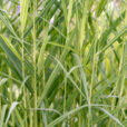 Phragmites australis Mioulane NewsJardinTV NPM 850407950