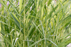 Phragmites australis Mioulane NewsJardinTV NPM 850407950