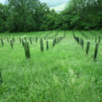 Plantation Chene Naudet