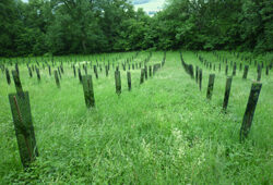 Plantation Chene Naudet
