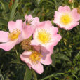 Rosa canina Eglantier
