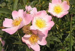 Rosa canina Eglantier