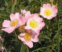 Rosa canina Eglantier