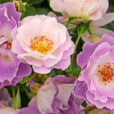 Rose Blue for you Mioulane NewsJardinTV NPM 2307516454