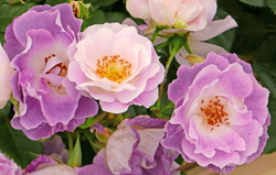 Rose Blue for you Mioulane NewsJardinTV NPM 2307516454