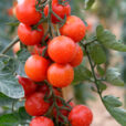 Tomate GenioF1 Mioulane NewsJardinTV NPM 850329012