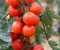 Tomate GenioF1 Mioulane NewsJardinTV NPM 850329012