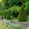 Topiaire Taxus Mioulane NewsJardinTV NPM 914378617