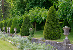 Topiaire Taxus Mioulane NewsJardinTV NPM 914378617