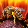 Abeille domestique Mioulane NewsJardinTV NPM 914377214