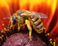 Abeille domestique Mioulane NewsJardinTV NPM 914377214