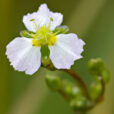 Alisma Plantago Plantain aquatique Fischer