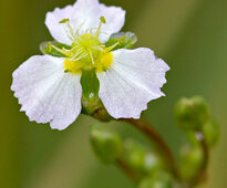 Alisma Plantago Plantain aquatique Fischer
