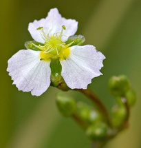 Alisma Plantago Plantain aquatique Fischer