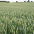 Ble champ Triticum sativum Mioulane NewsJardinTV 2946573