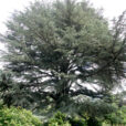 Cedrus libani Mioulane NewsJardinTV NPM 850320673