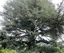 Cedrus libani Mioulane NewsJardinTV NPM 850320673