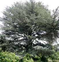Cedrus libani Mioulane NewsJardinTV NPM 850320673