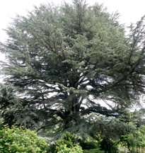 Cedrus libani Mioulane NewsJardinTV NPM 850320673