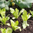 Laitue Repiquage Mioulane NewsJardinTV NPM 719513408