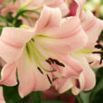 Lilium Geisha Girl Mioulane NewsJardinTV NPM 850309333
