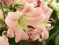 Lilium Geisha Girl Mioulane NewsJardinTV NPM 850309333