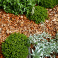 Paillis Bois Mioulane NewsJardinTV NPM 2307513935