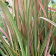 Phormium Mioulane NewsJardinTV NPM 850330393