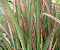 Phormium Mioulane NewsJardinTV NPM 850330393