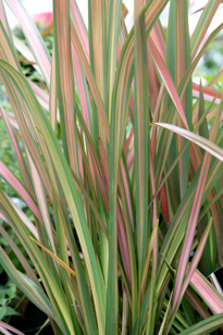 Phormium Mioulane NewsJardinTV NPM 850330393