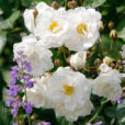 Rosa Katharina Zeimet Mioulane NewsJardinTV NPM 914375181