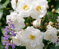 Rosa Katharina Zeimet Mioulane NewsJardinTV NPM 914375181