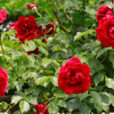 Rosier Red Parfum Mioulane NewsJardinTV NPM 914376140